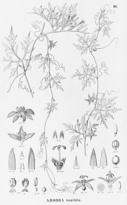 Abobra tenuifolia