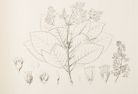 Spiraeanthemum samoense