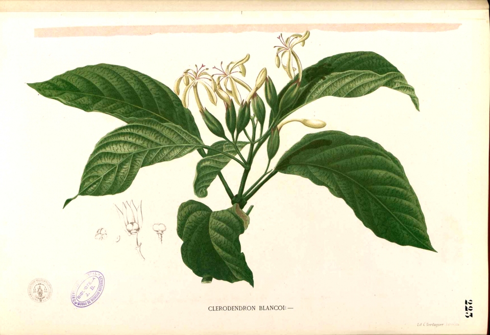 Clerodendrum minahassae