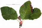 Pentagonia macrophylla