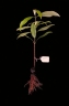 Syzygium divaricatum
