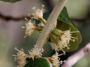 Piptocarpha rotundifolia
