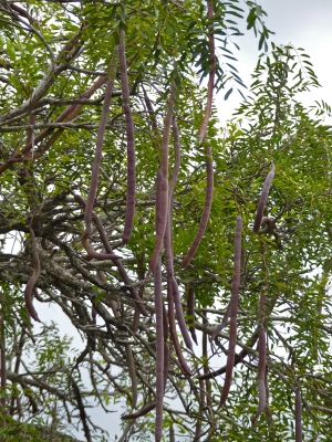 Cassia abbreviata