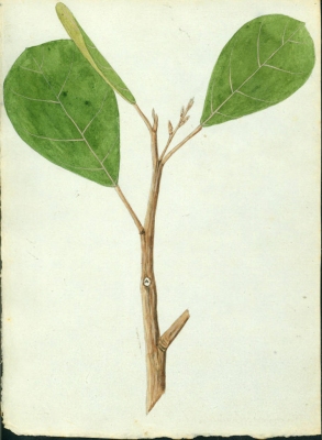 Hieronyma clusioides