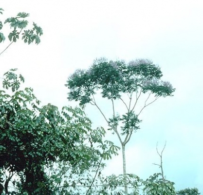 Jacaranda copaia