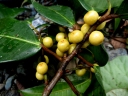Ficus subtrinervia