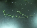 Oldenlandia verticillata