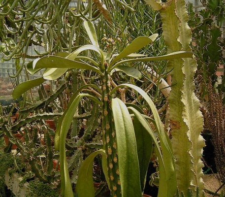 Euphorbia drupifera