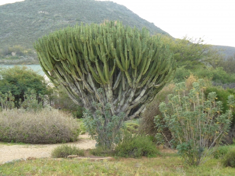 Euphorbia ingens