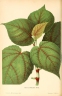 Ficus nodosa