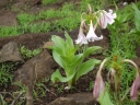 Crinum latifolium