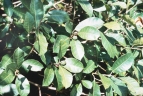 Ficus maxima