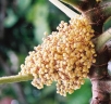 Musanga cecropioides