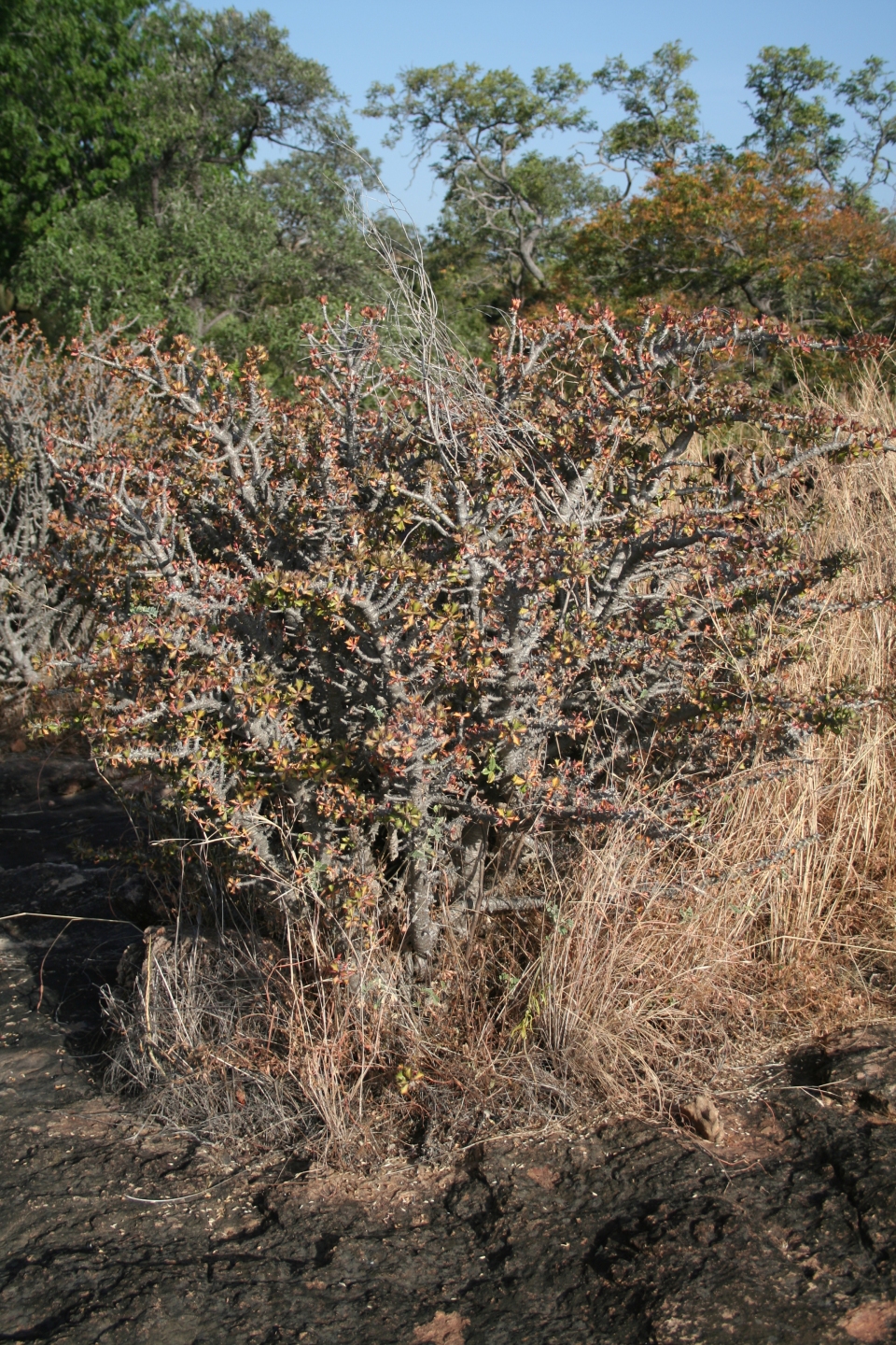 Euphorbia sudanica
