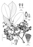 Syzygium branderhorstii