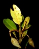 Calophyllum paniculatum