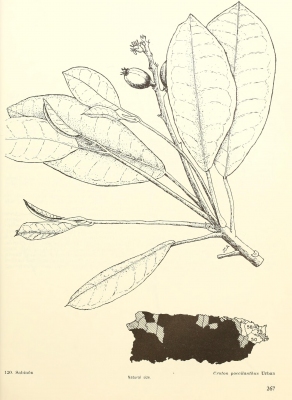Croton poecilanthus