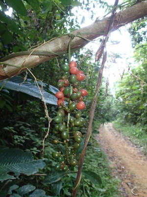 Dioscoreophyllum cumminsii