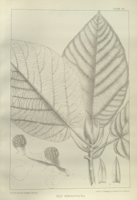 Ficus minahassae