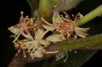 Argomuellera macrophylla