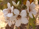 Cordia glabrata