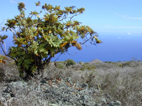 Bocconia frutescens