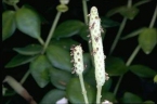 Peperomia tetraphylla