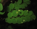 Phyllanthus seyrigii