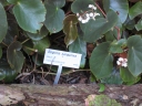 Begonia sanguinea