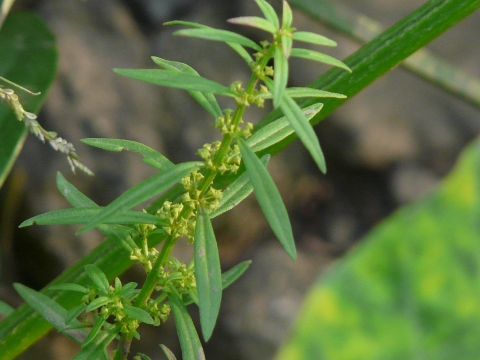 Ammannia baccifera