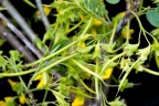 Diphysa floribunda