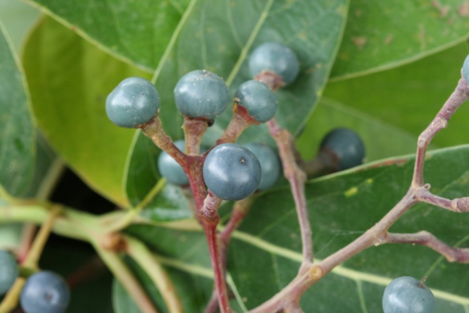 Persea caerulea