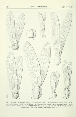Dipterocarpus acutangulus