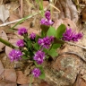 Polygala poaya