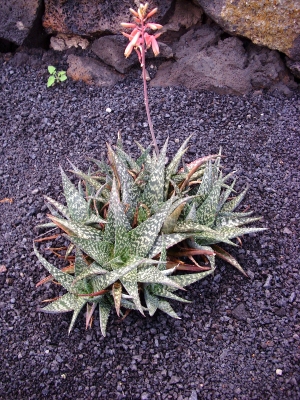 Aloe zebrina