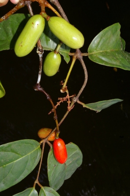 Gnetum nodiflorum