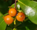 Brunfelsia nitida