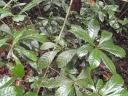 Alchornea floribunda