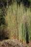 Lepironia articulata