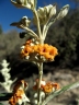 Buddleja tucumanensis