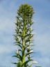 Lobelia nicotianifolia