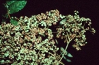 Brunellia comocladifolia