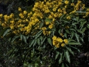 Ouratea castaneifolia