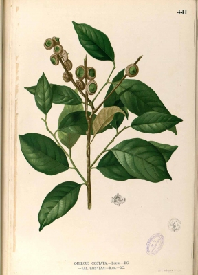 Lithocarpus javensis