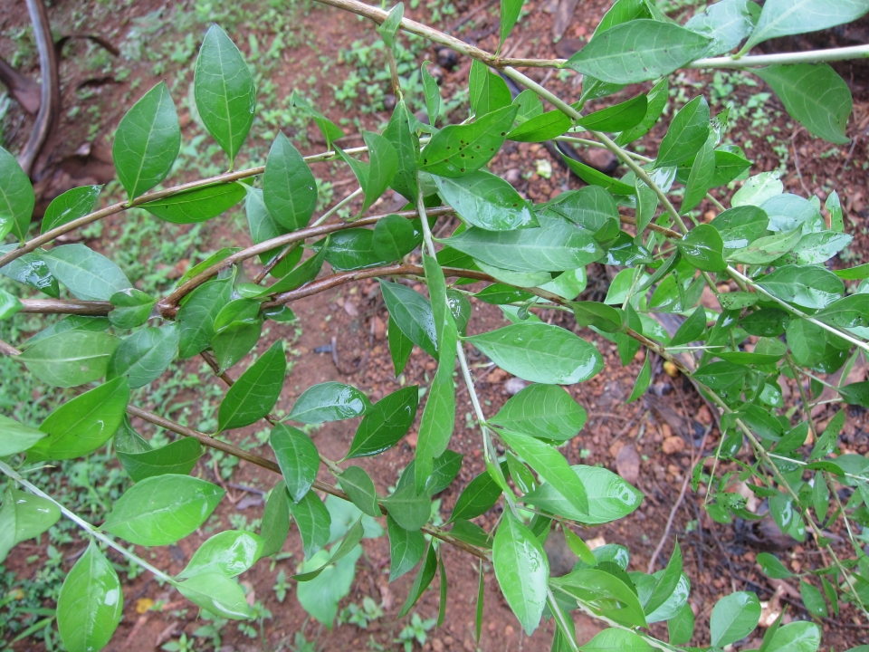 Lawsonia inermis