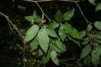 Croton catati