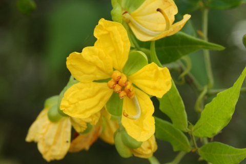 Senna undulata