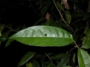 Anaxagorea dolichocarpa