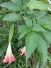 Brugmansia × insignis