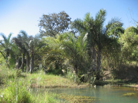 raffia palm fruit
